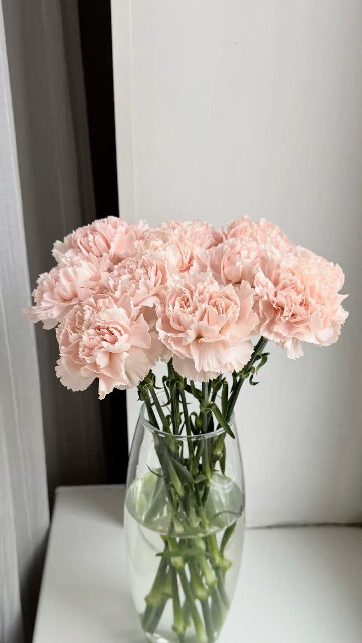 Букет из розовых диантусов (гвоздик) — 25 штук